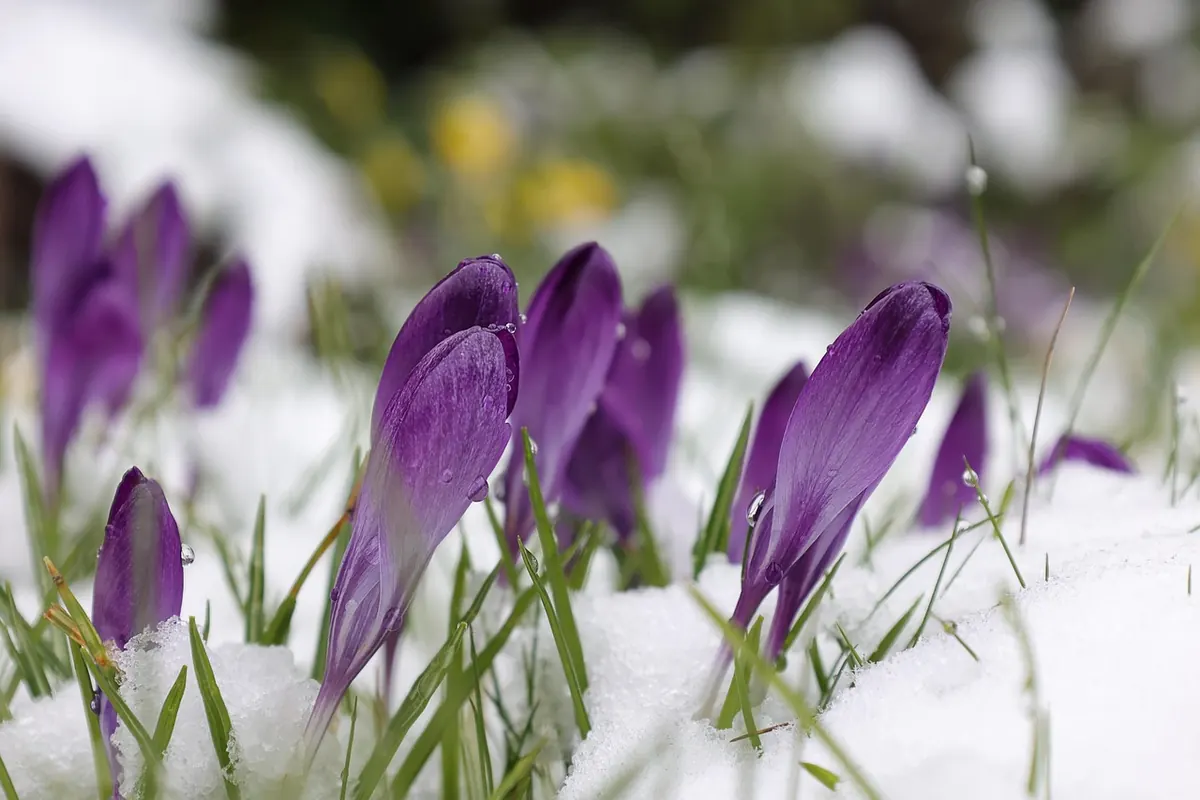 A Checklist for Visiting Cornish Gardens in Spring